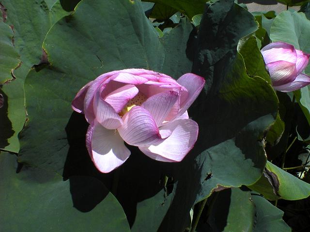ハスの花